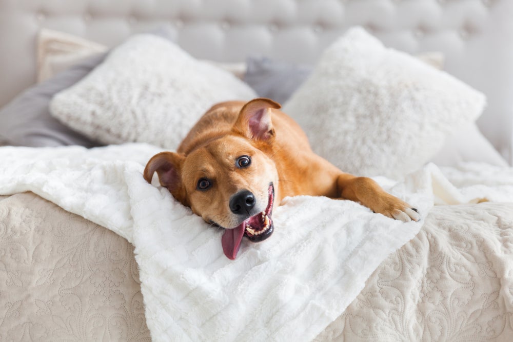 What makes a hotel pet friendly and welcoming