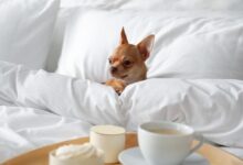 Why Your Hotel Should Consider Being Pet-Friendly