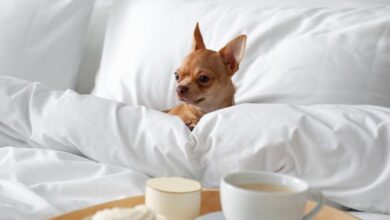 Why Your Hotel Should Consider Being Pet-Friendly