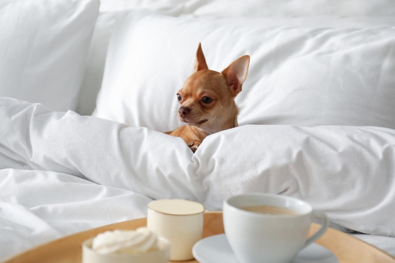 Why Your Hotel Should Consider Being Pet-Friendly